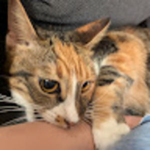 Meet your Posher, Nikola